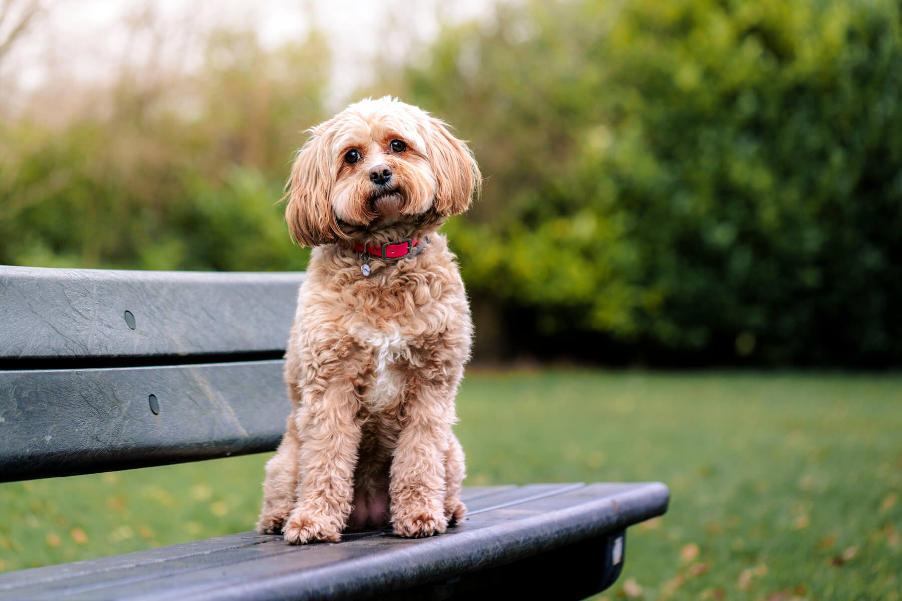 Dog at Townhill Country Park