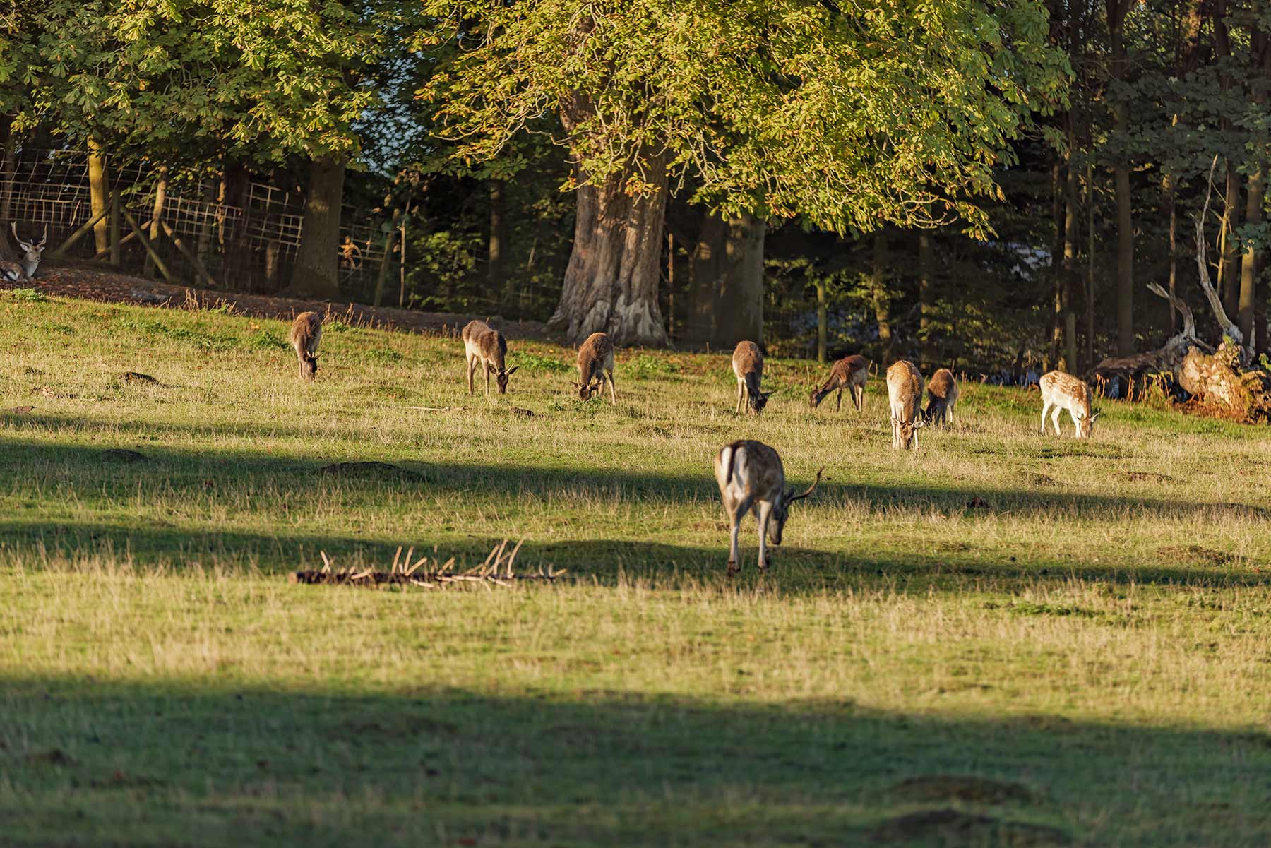 Weald Country Park