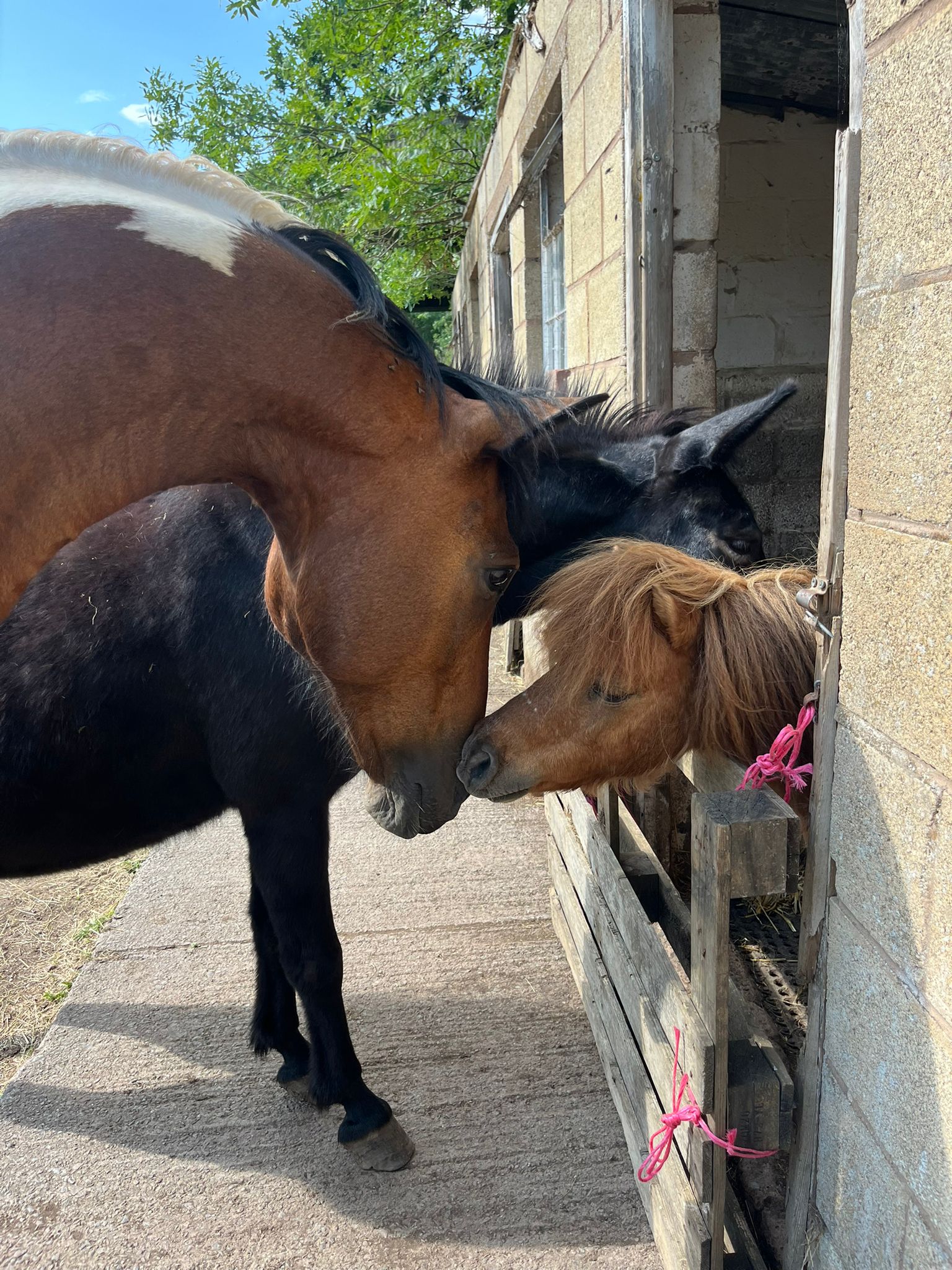 Penny HaPenny Horse and Pony Rescue donation