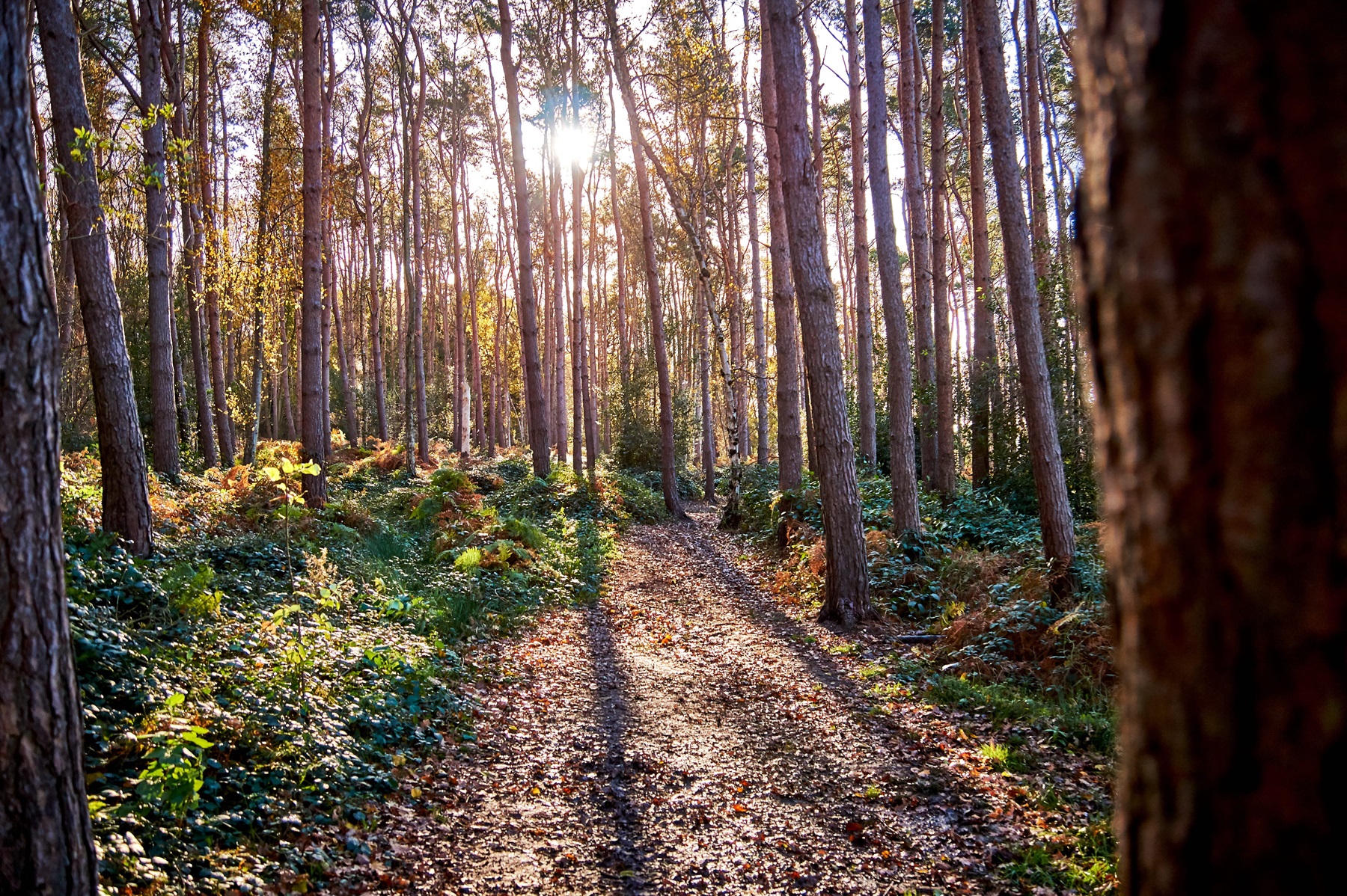 Local woods in Warwick