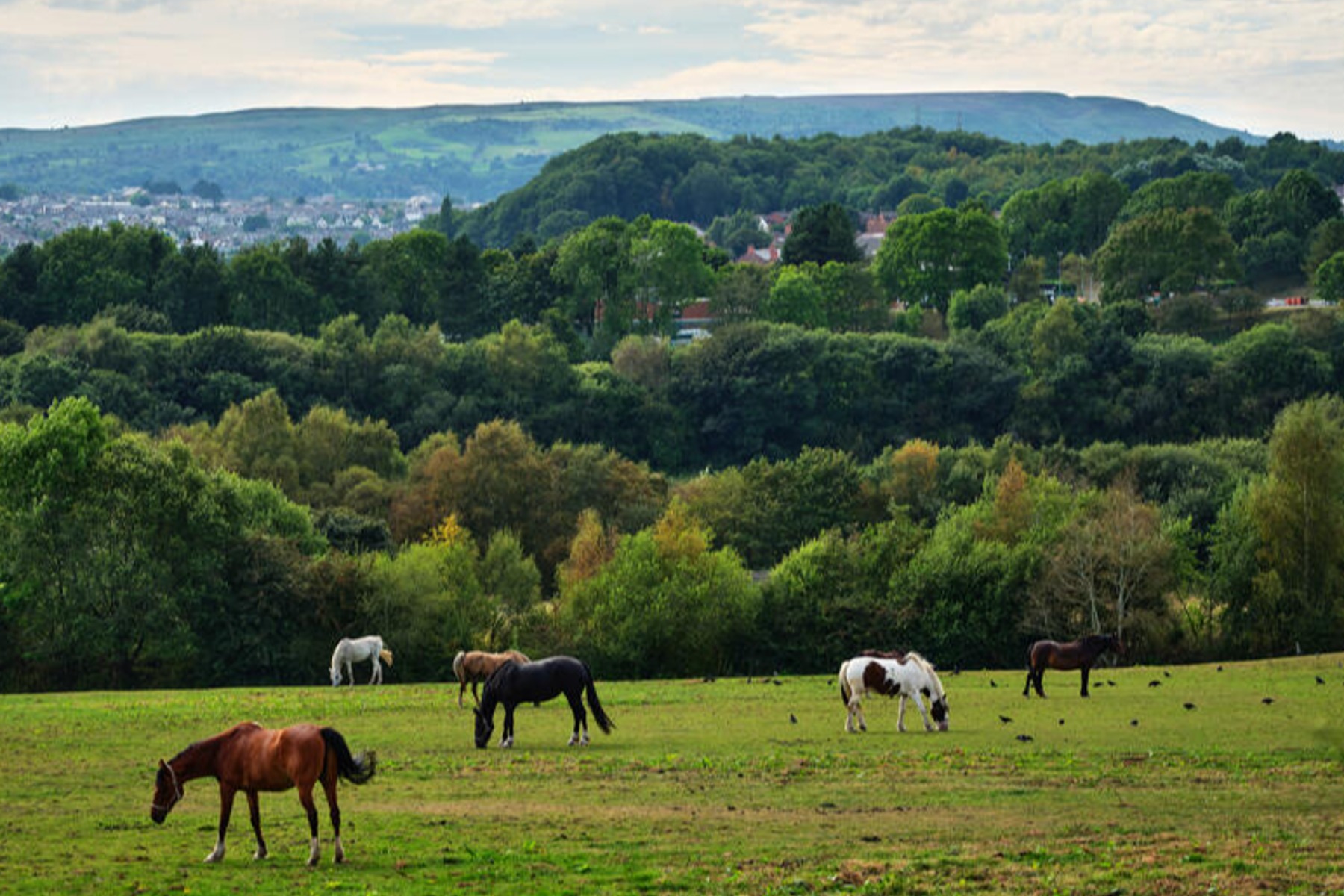 Grazing horses landscape greenery close to Pentre