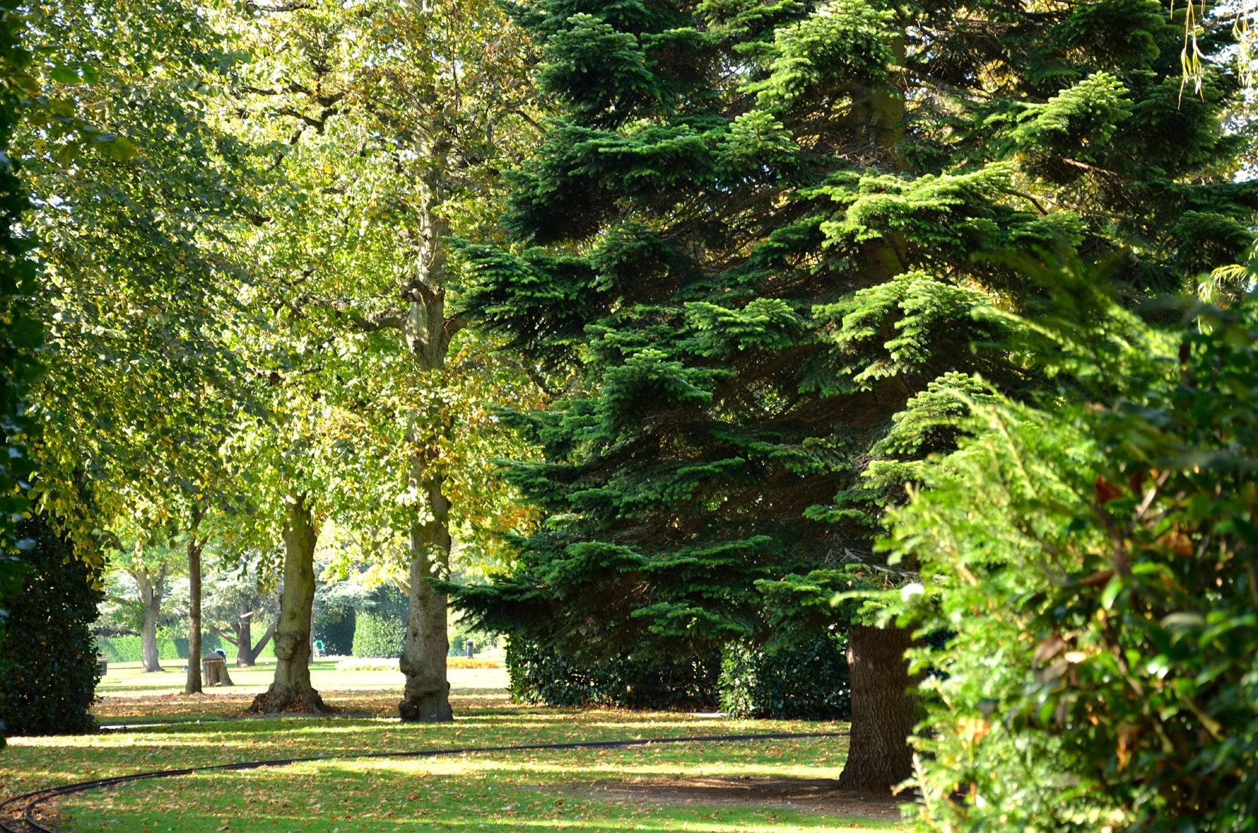 Chester local green spaces