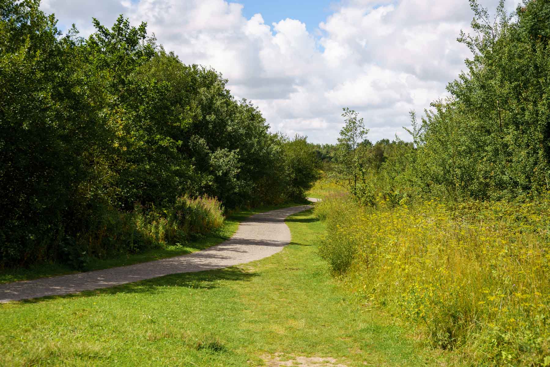 Take a walk around Bold Forest park