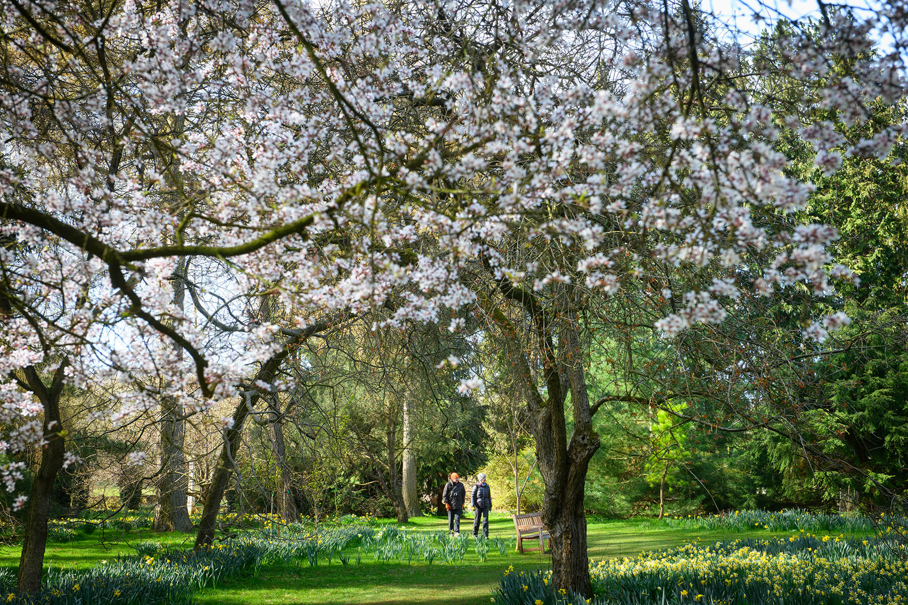 greenery in the local area