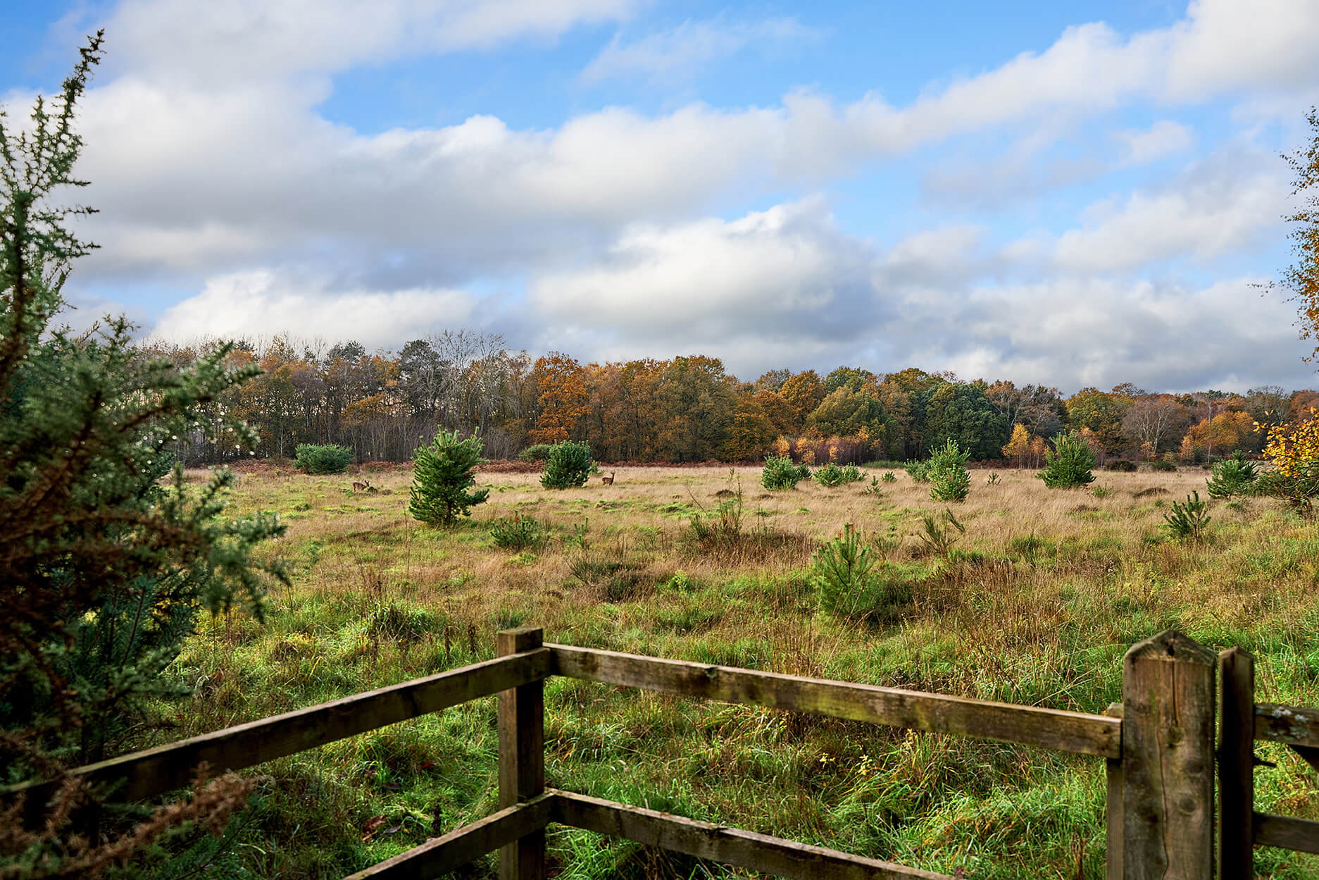 Green space on your doorstep