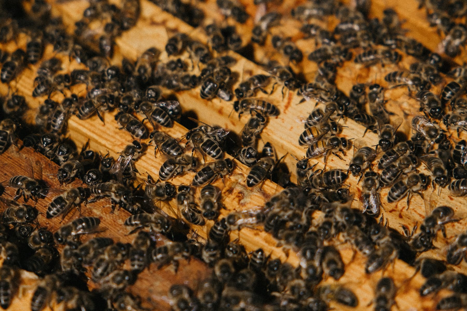Bee hive sponsorship