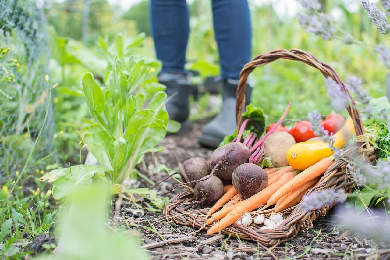 Vegetables in a basket