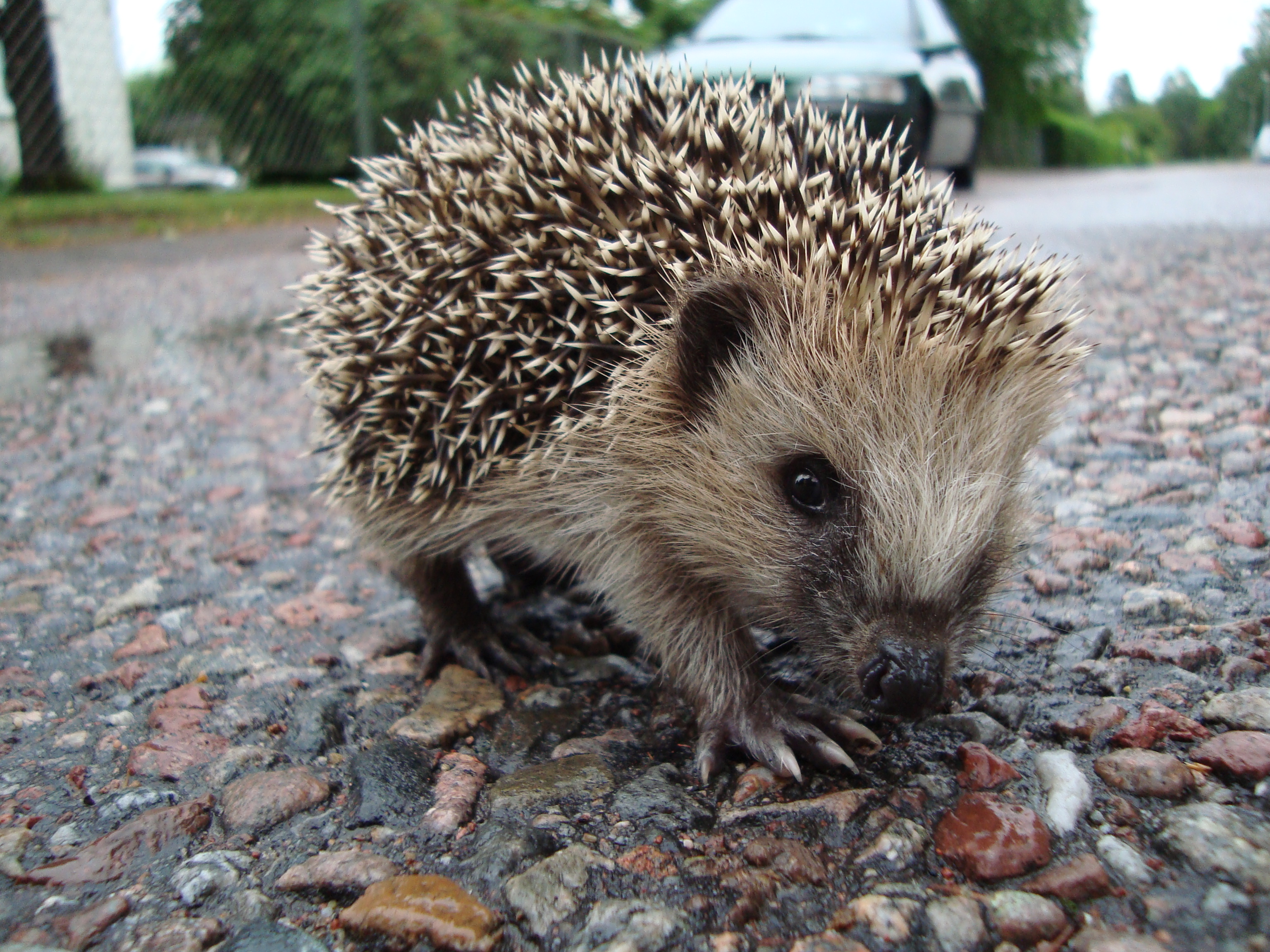Hedgehog on a road