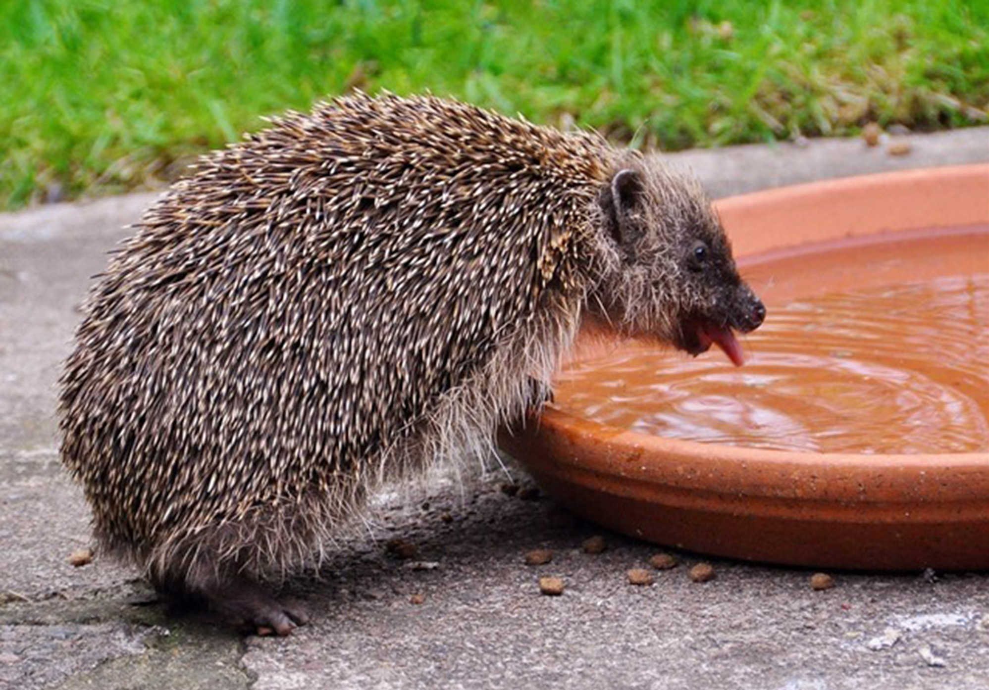Hedgehog drinking from dish