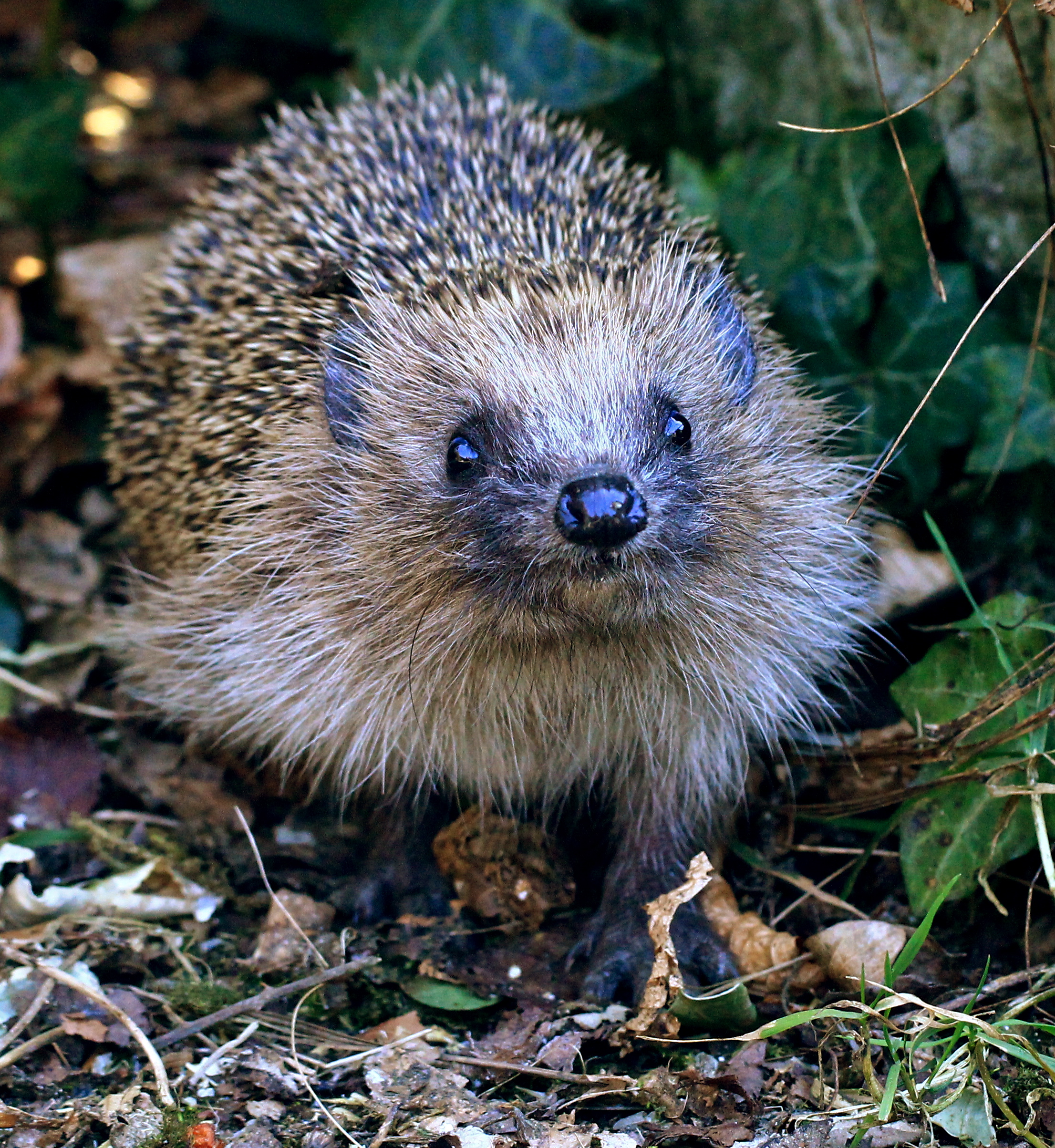 Hedgehog in garden