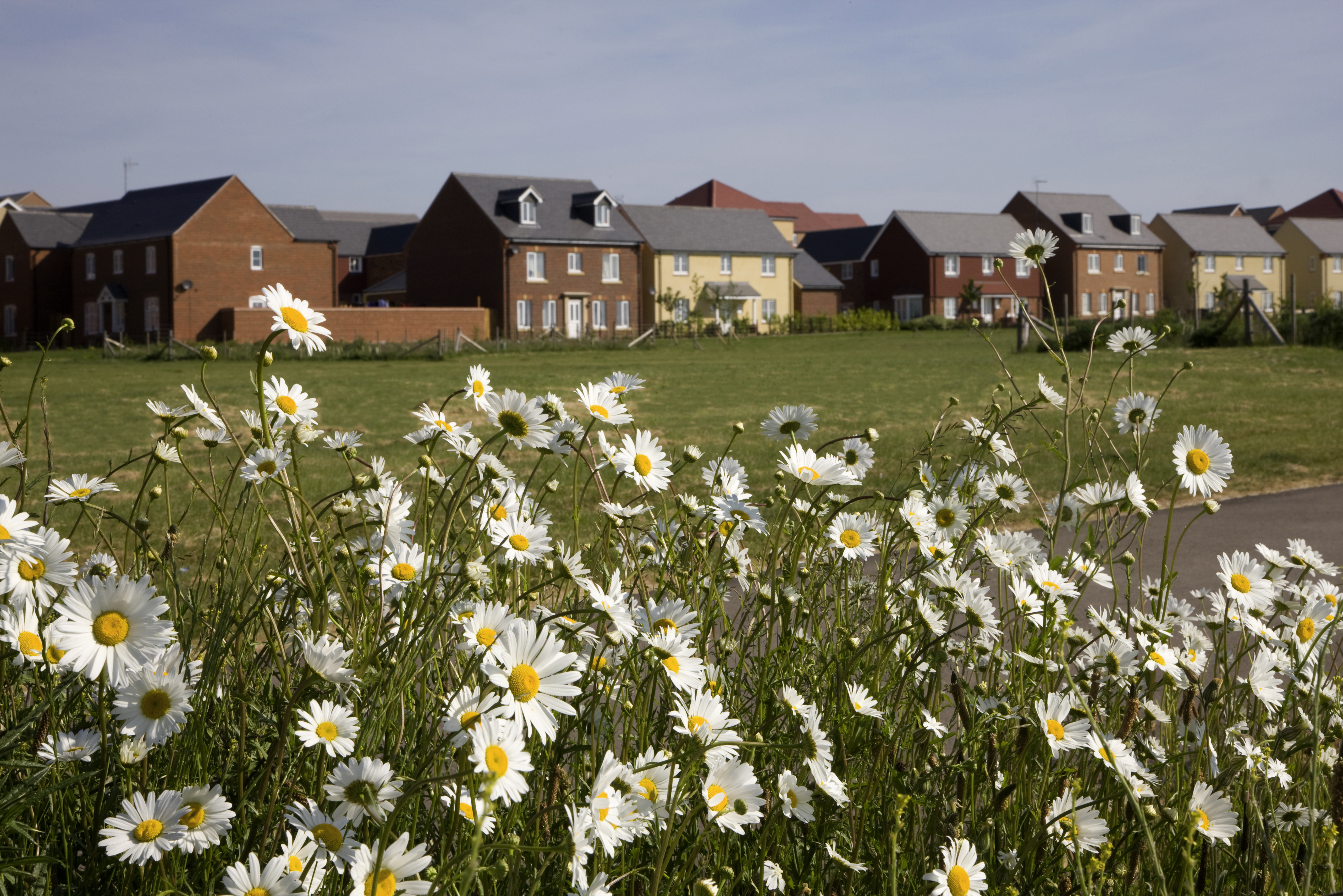Daisies in field with homes in distance