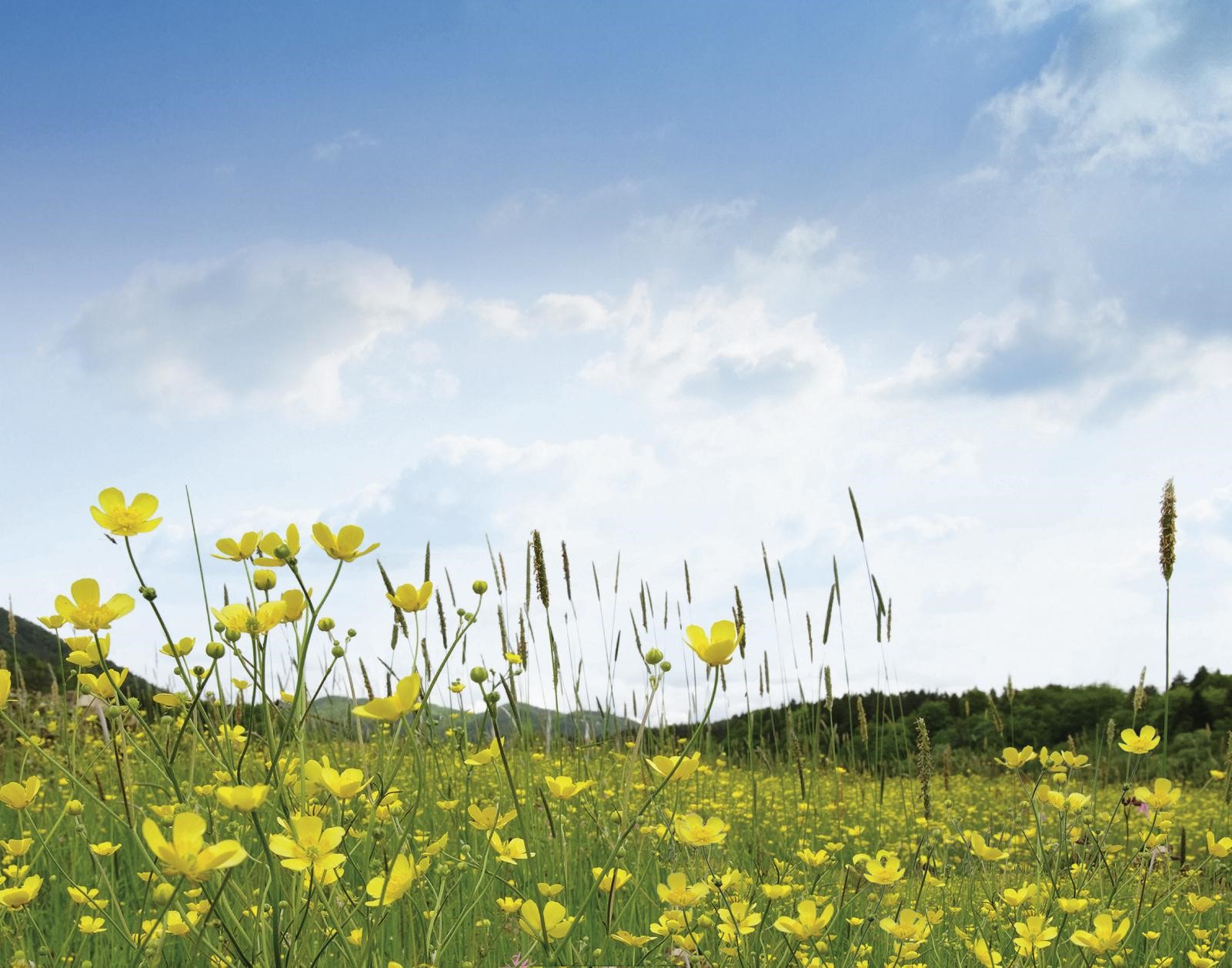 Buttercups in a large field