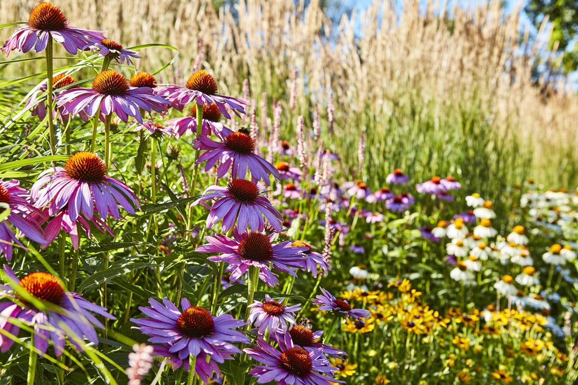 Purple, yellow and white wildflowers.