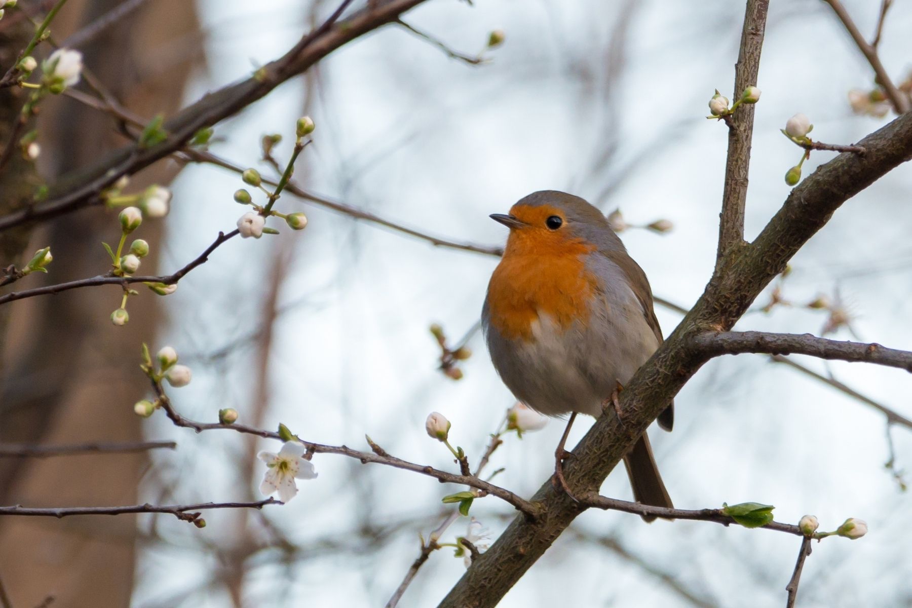 Garden birds