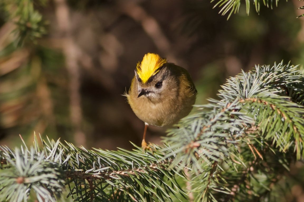 Garden birds