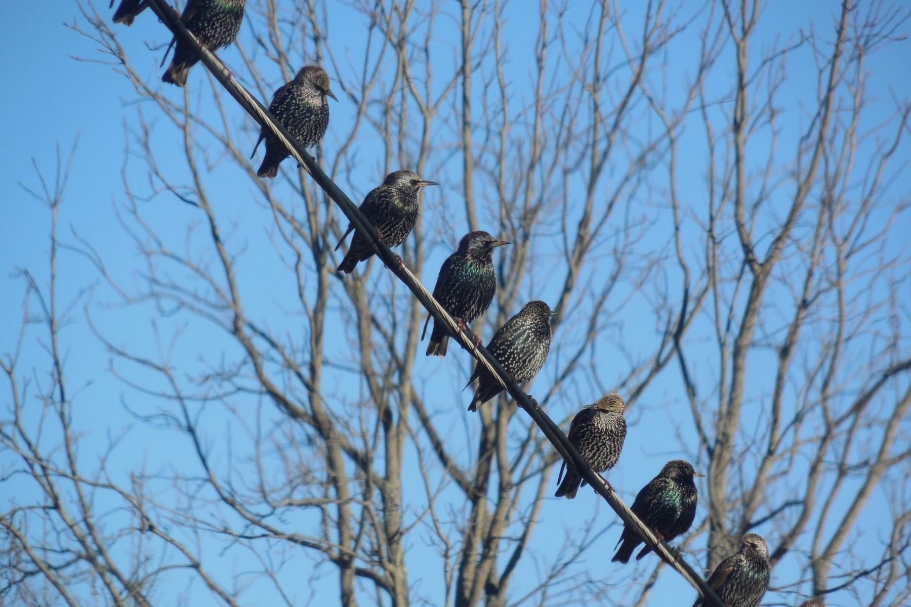 Garden birds