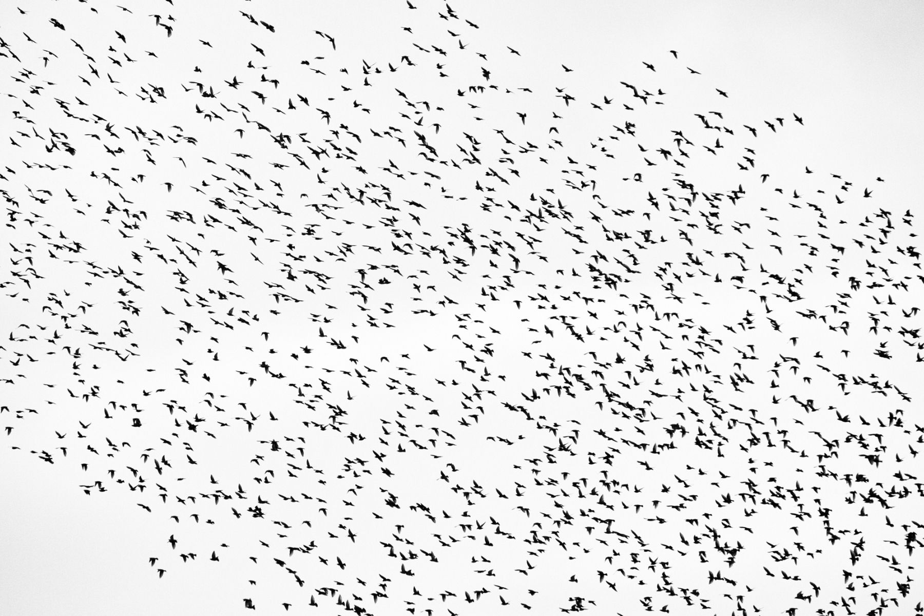 Garden birds