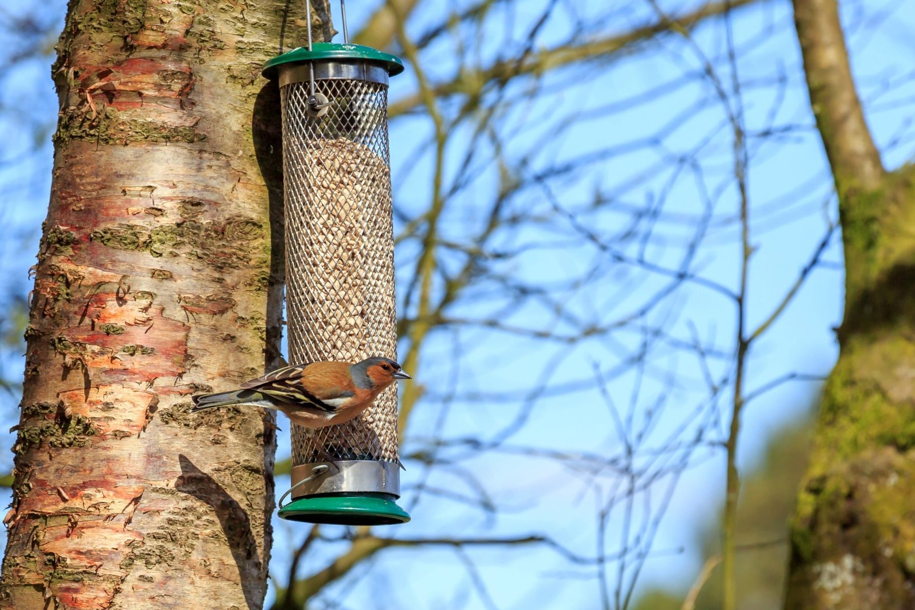 Garden birds