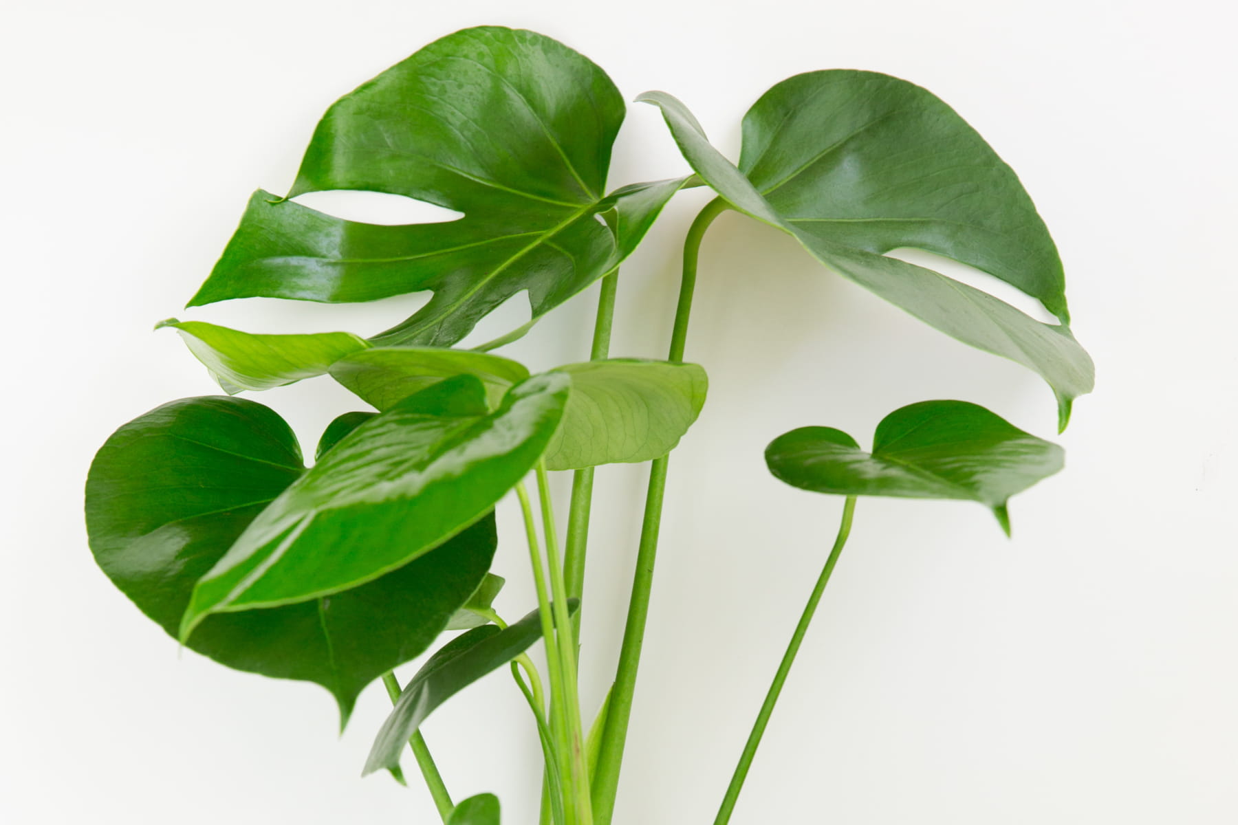  Monstera Diliciosa