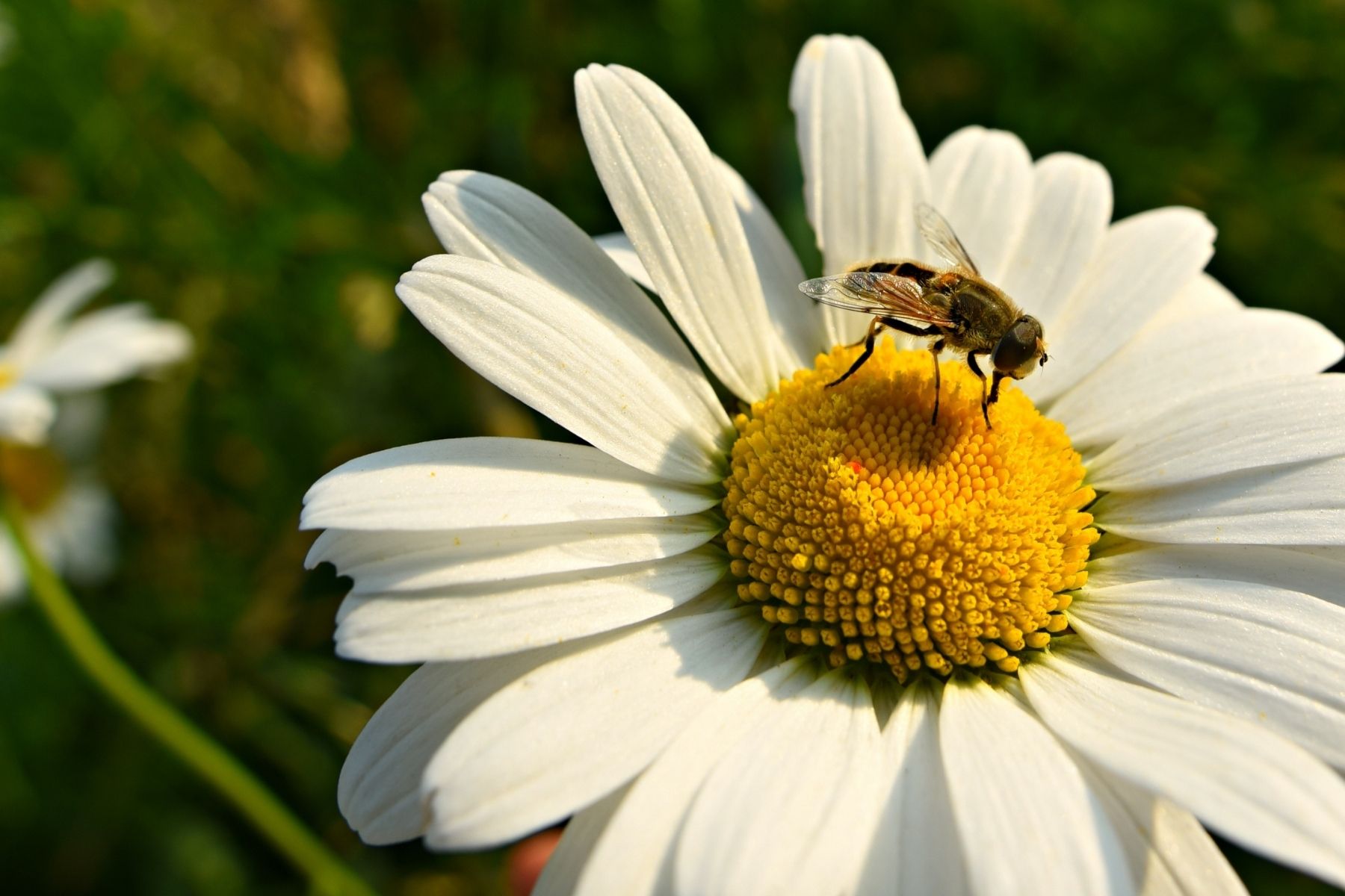 Bug