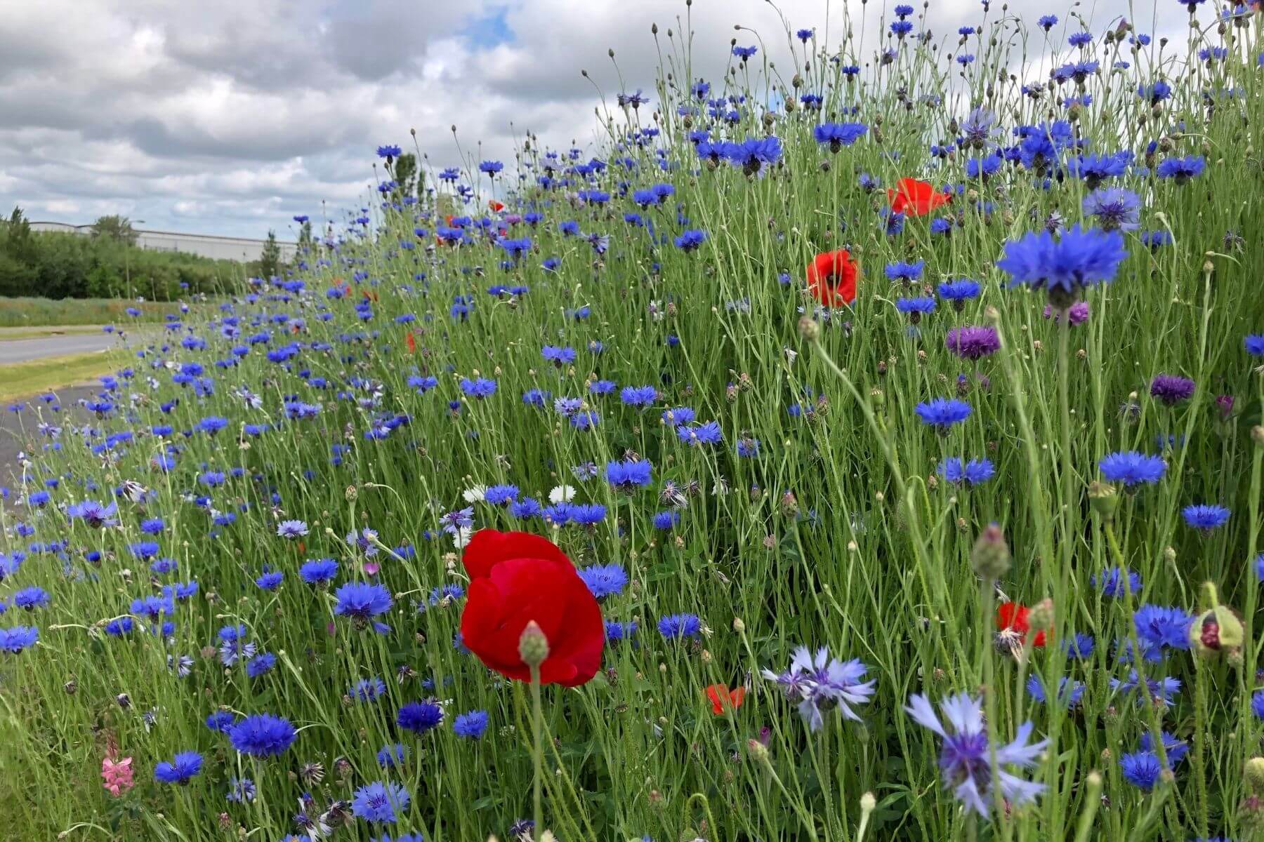 Wildflowers