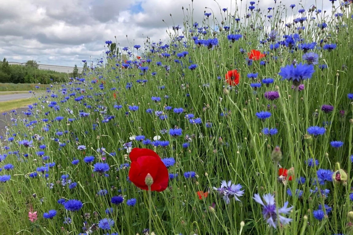 Wildflowers