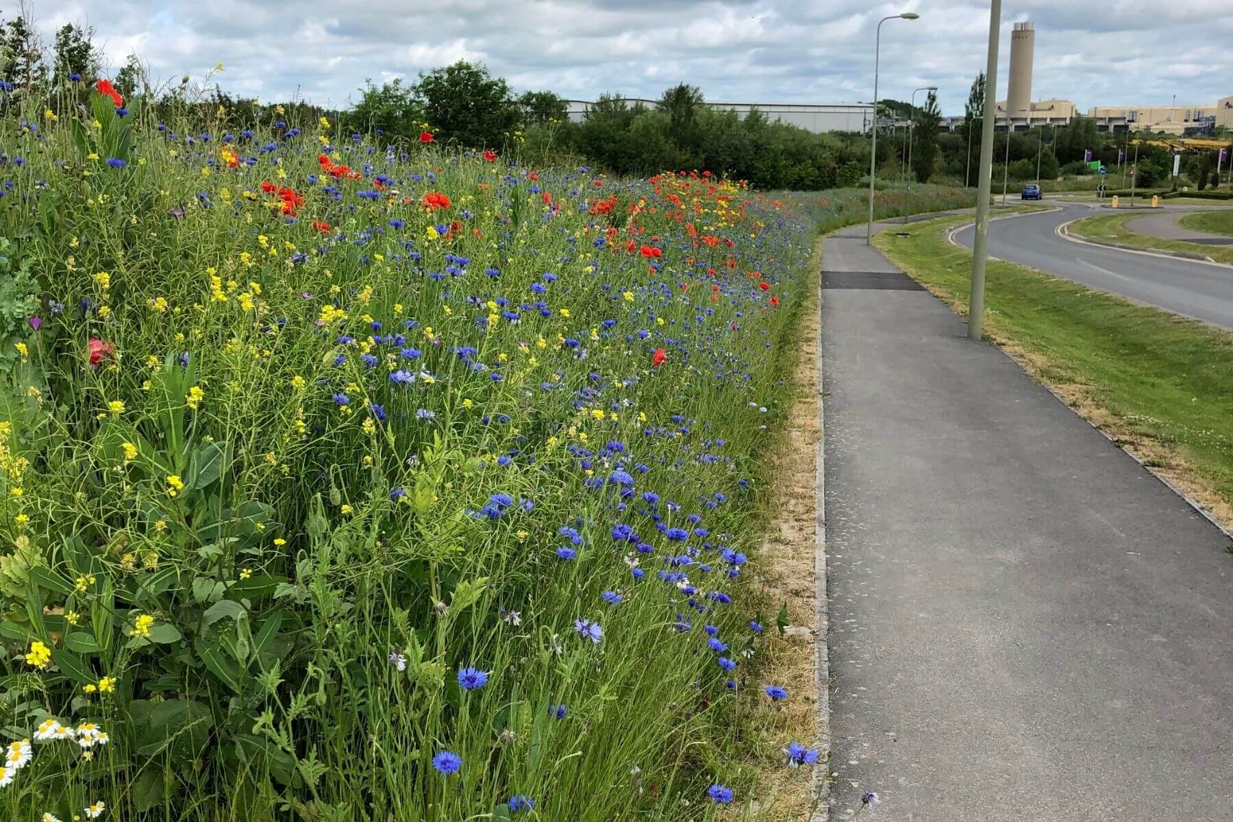 Wildflowers