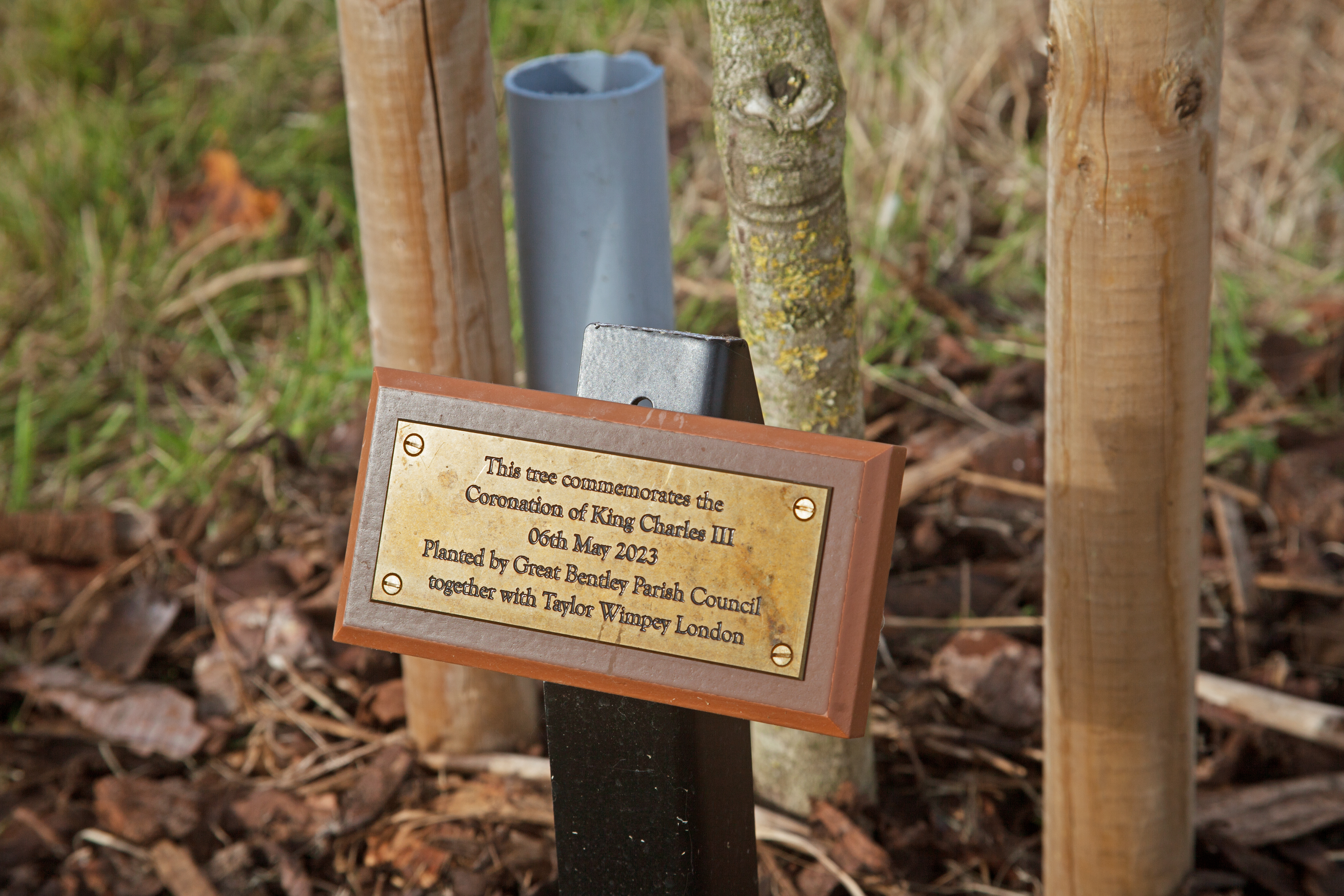 tree planting - 2