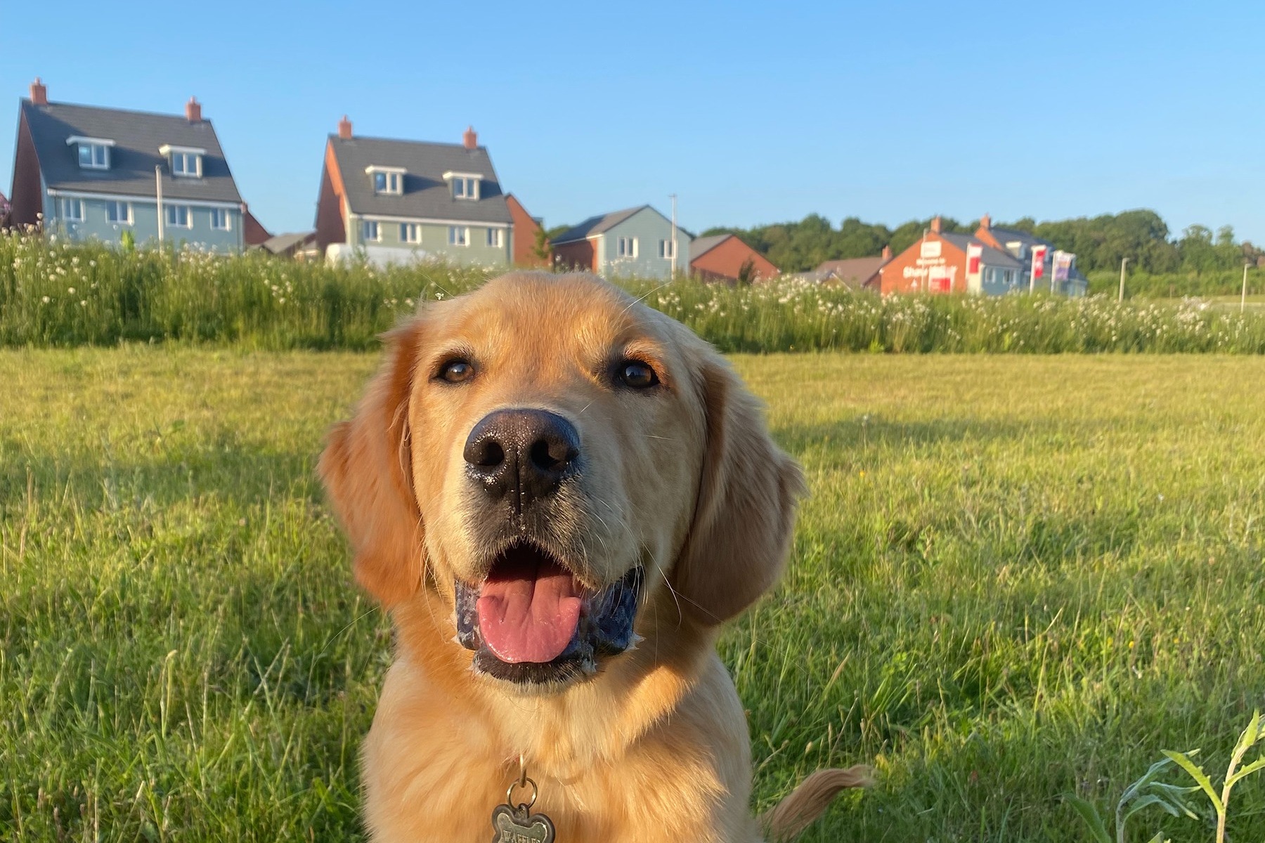 Dog