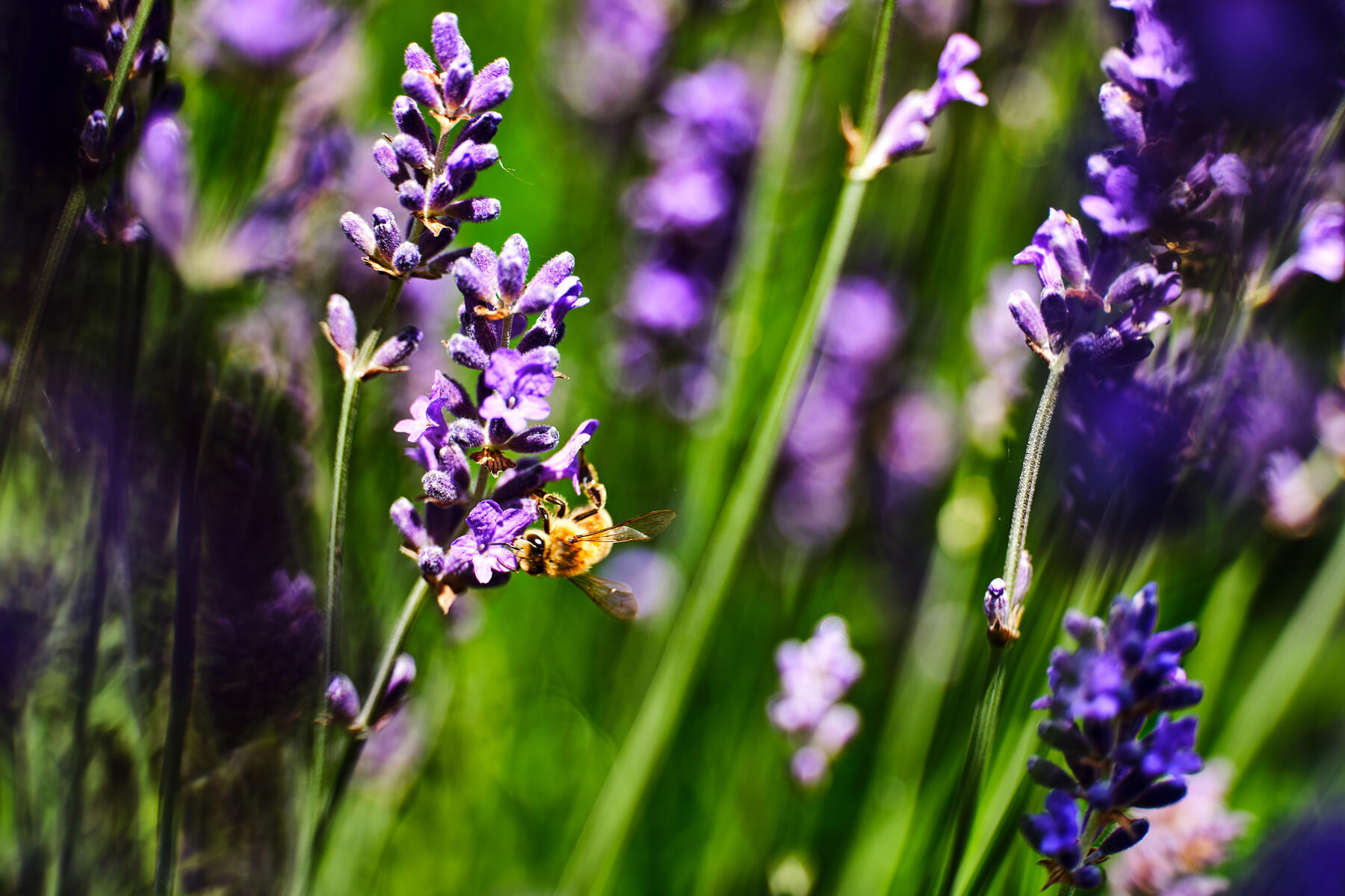 A bee on lavender