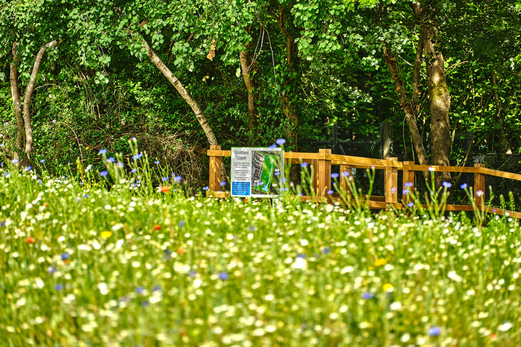 Wildflowers