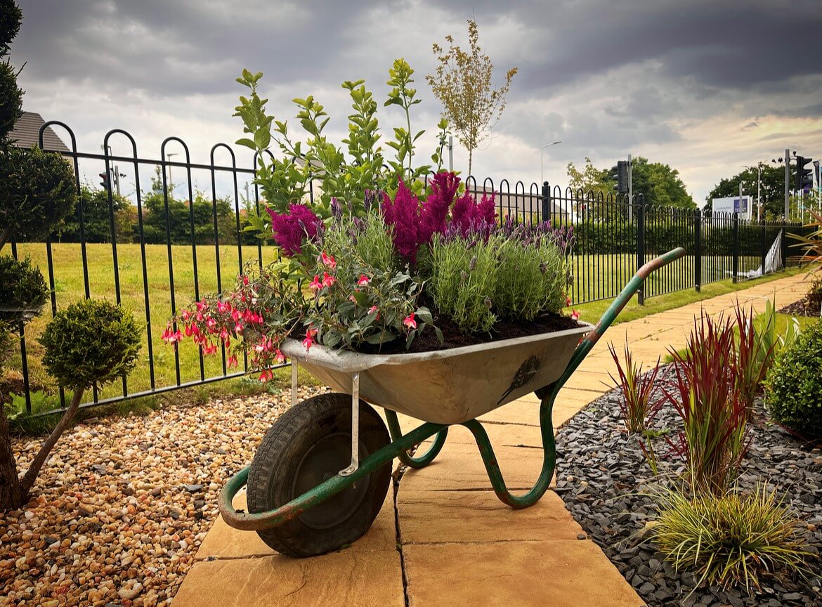 Blooming Haddington wheelbarrow