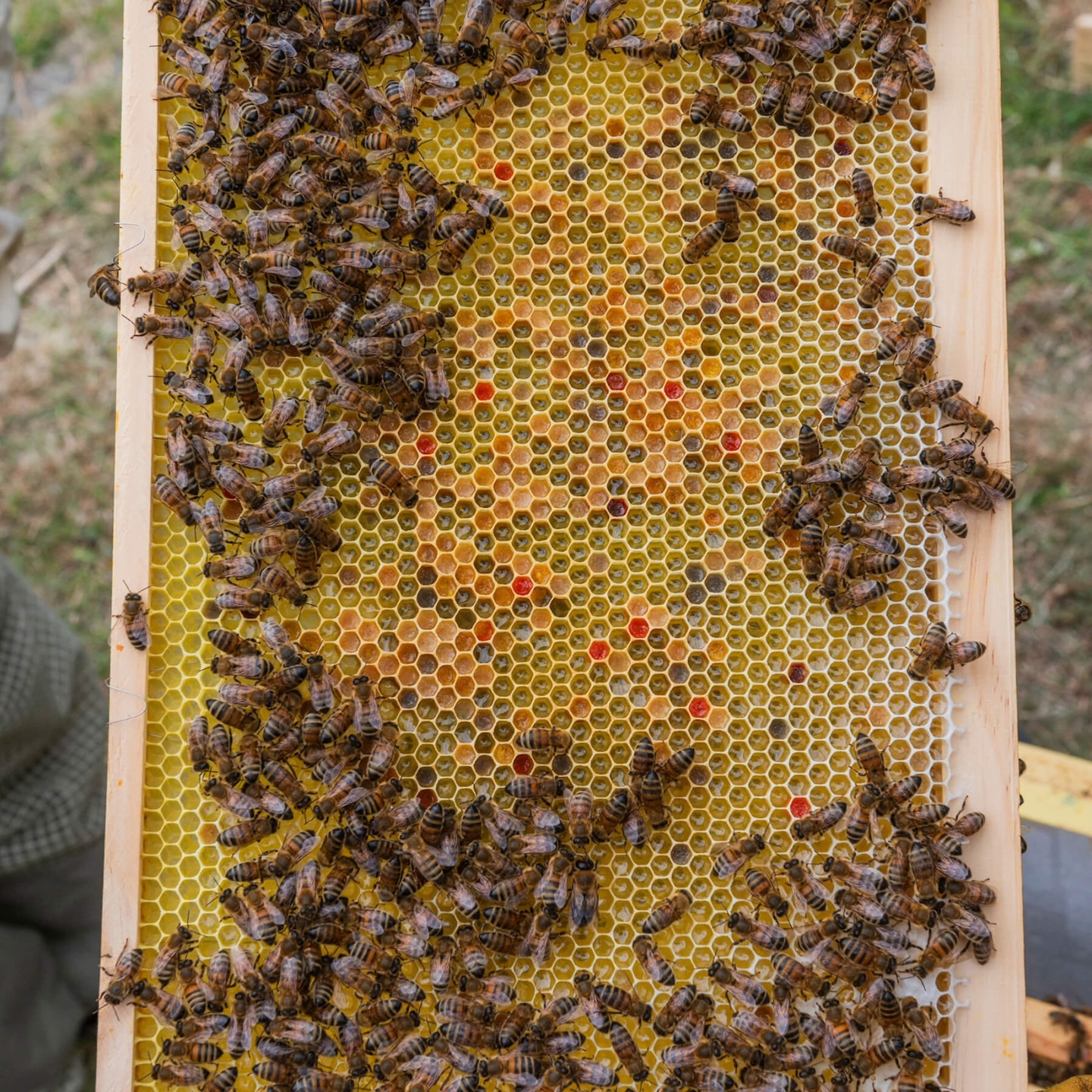 Kin Bees 3
