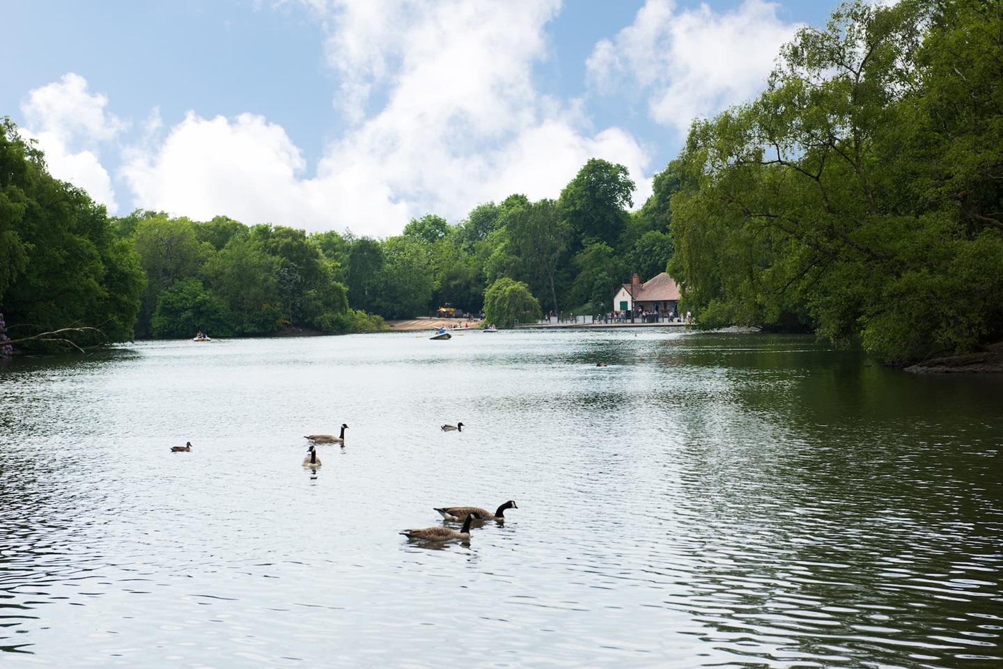 duck pond