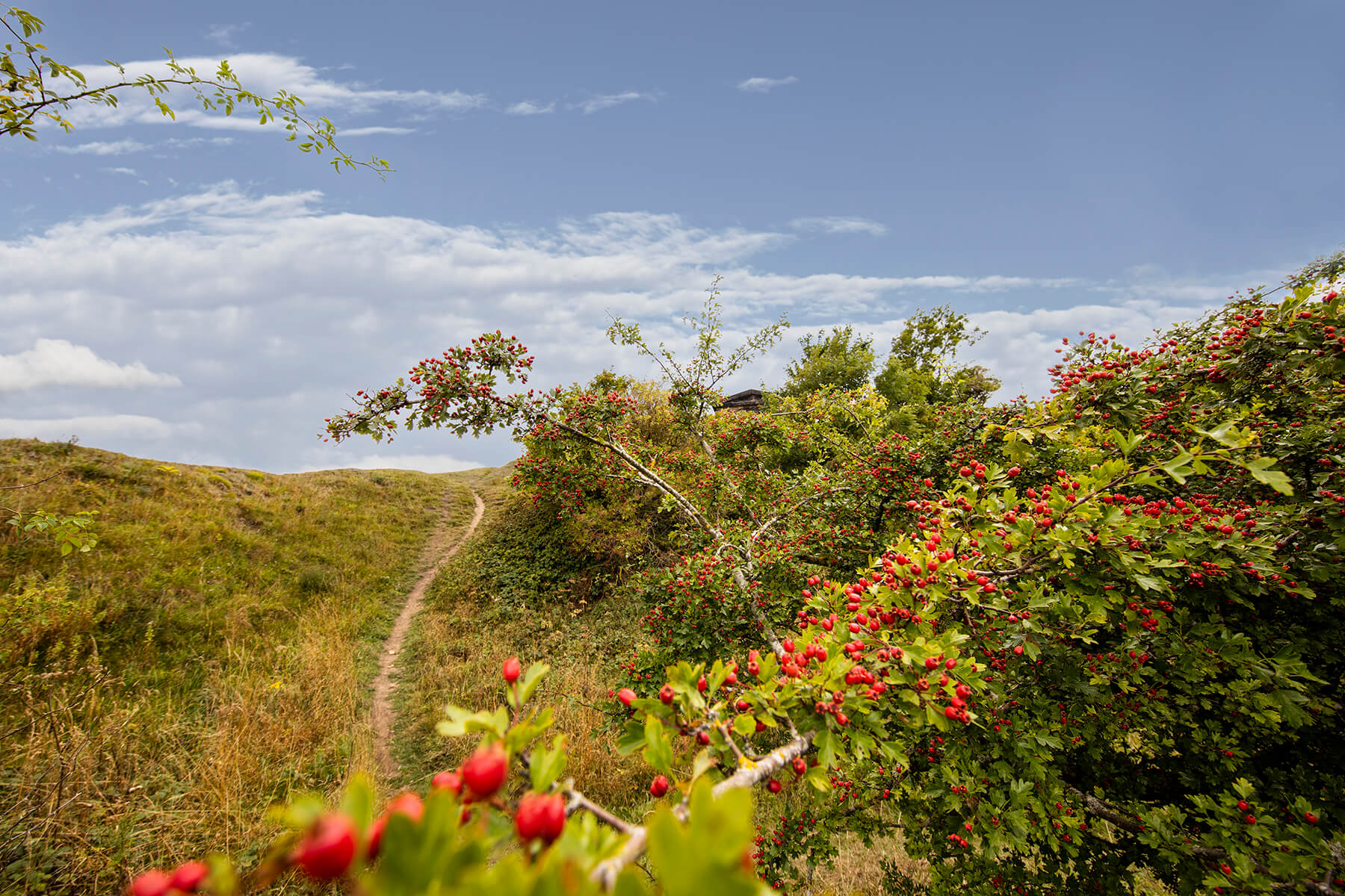 Herrington Country Park