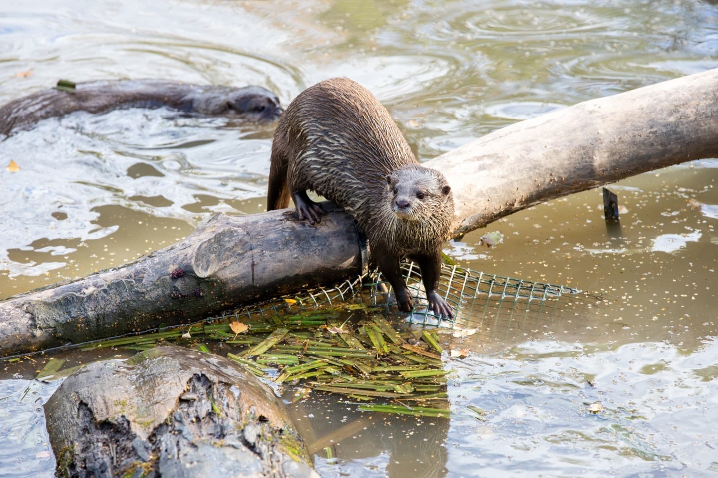 Spend a fun day out at Washington Wetland Centre, only 3 miles away