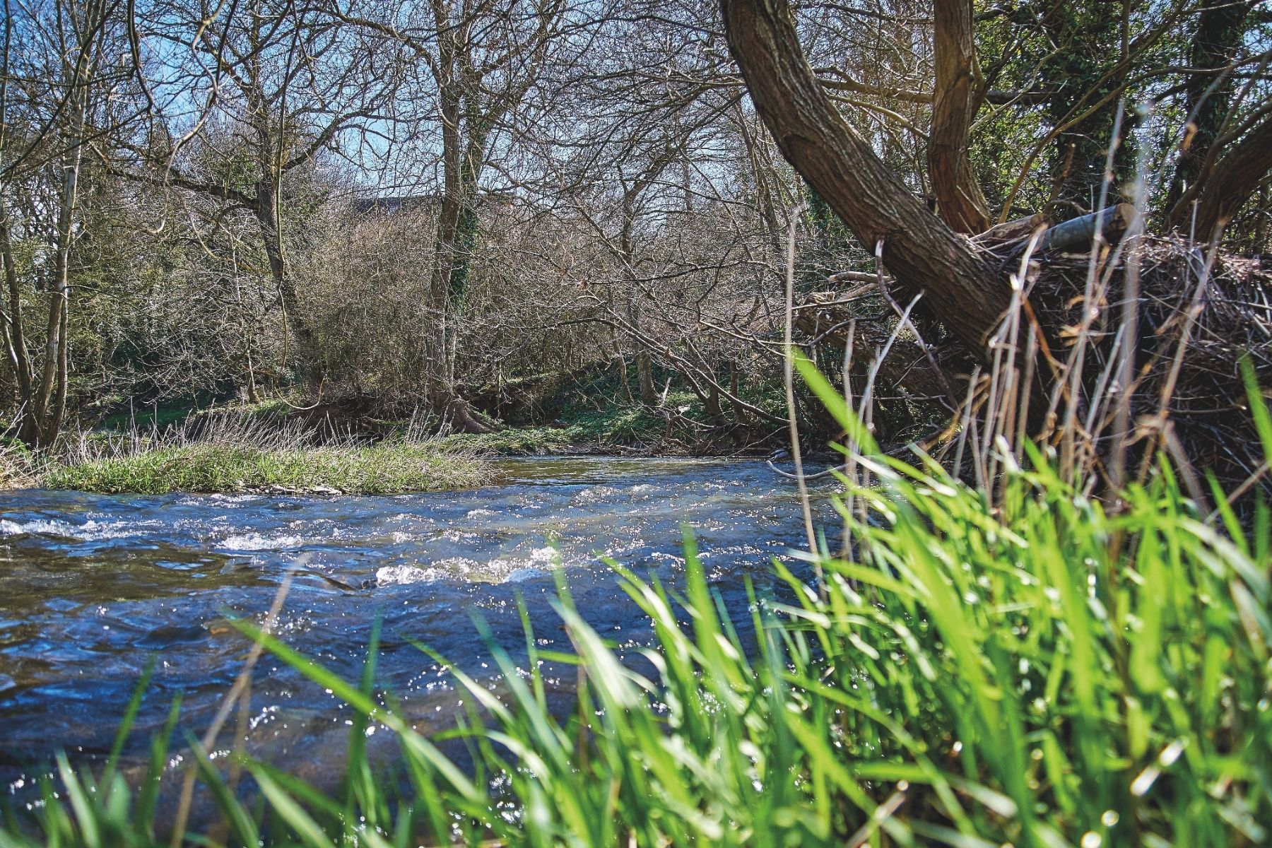 River woods