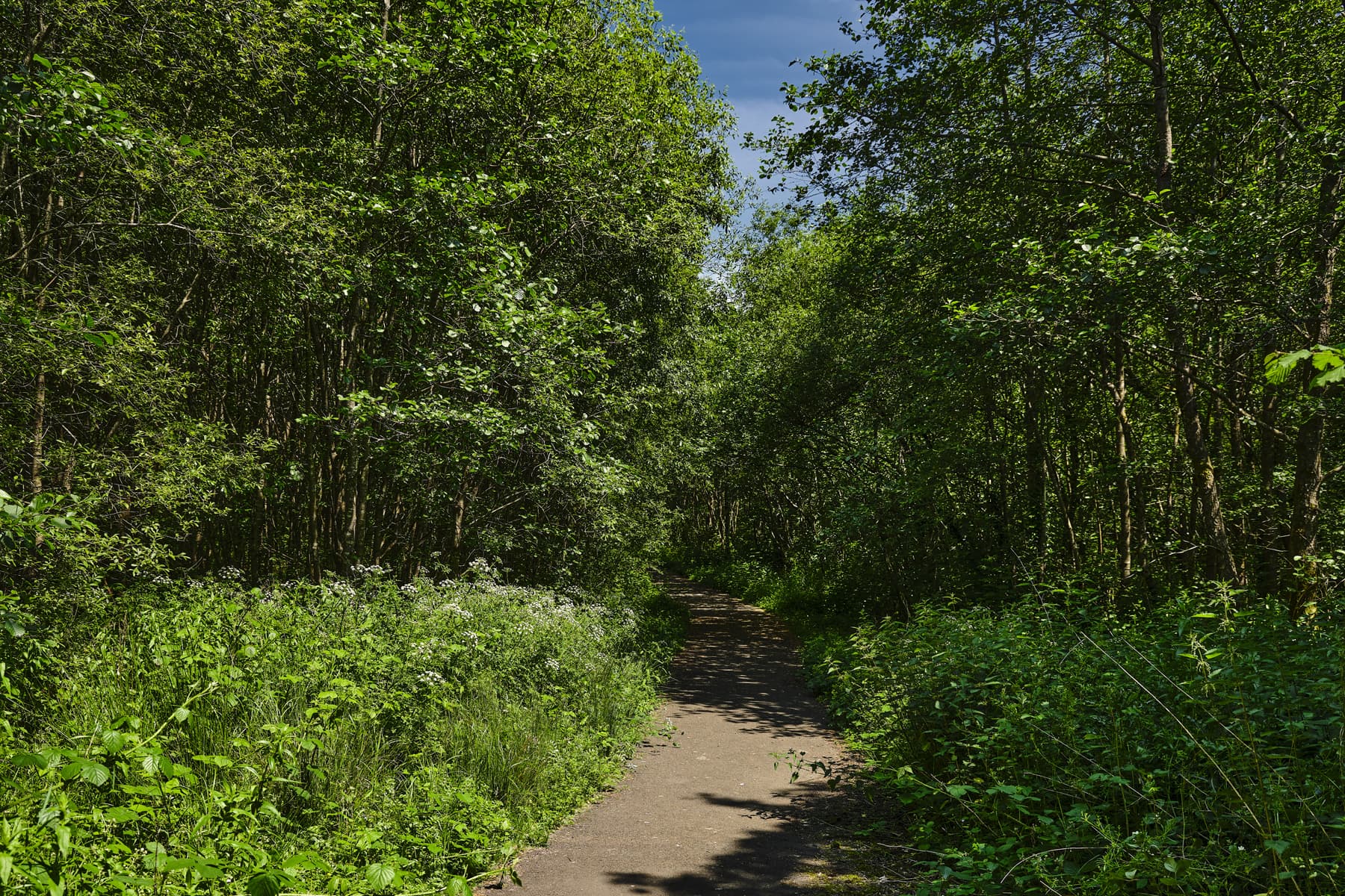Local area