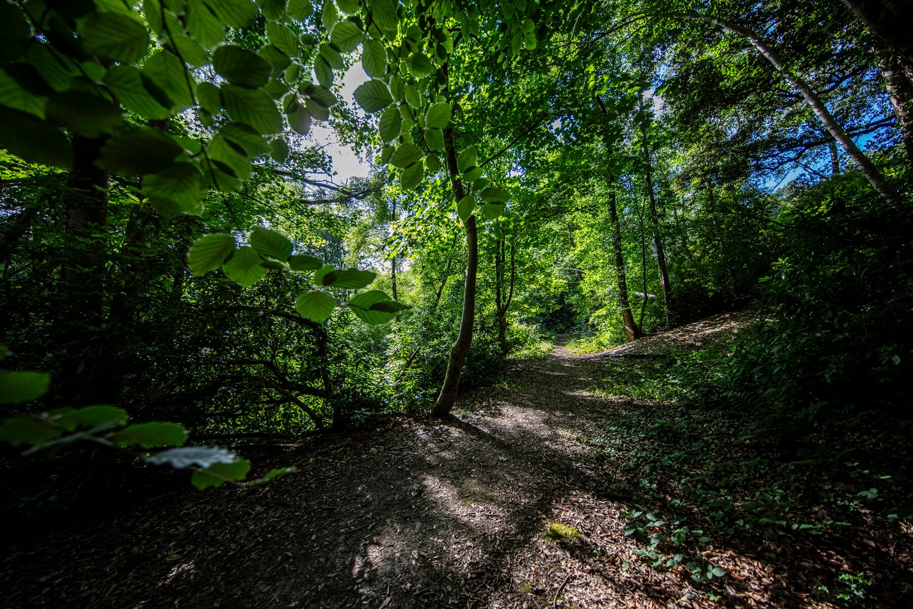 Deepdene Trail