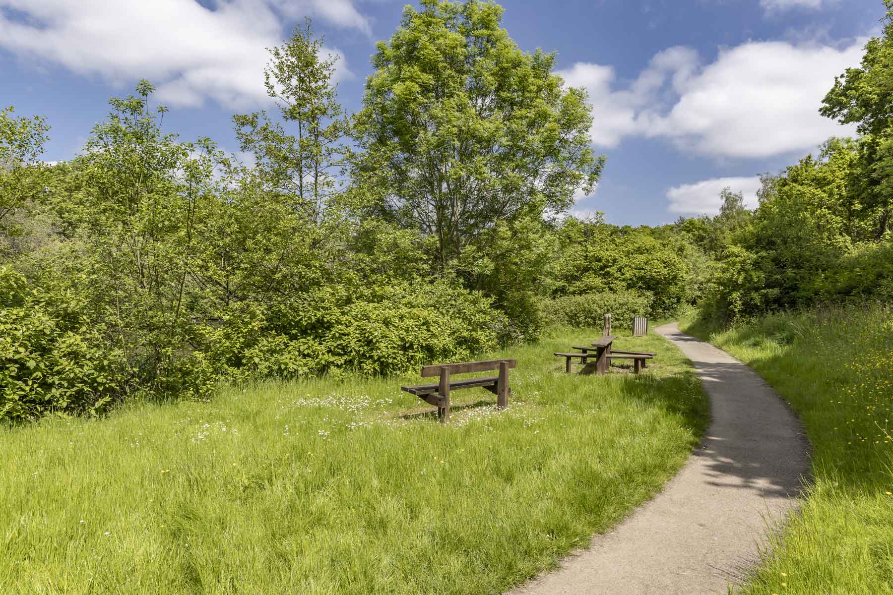 Hayley Green Wood