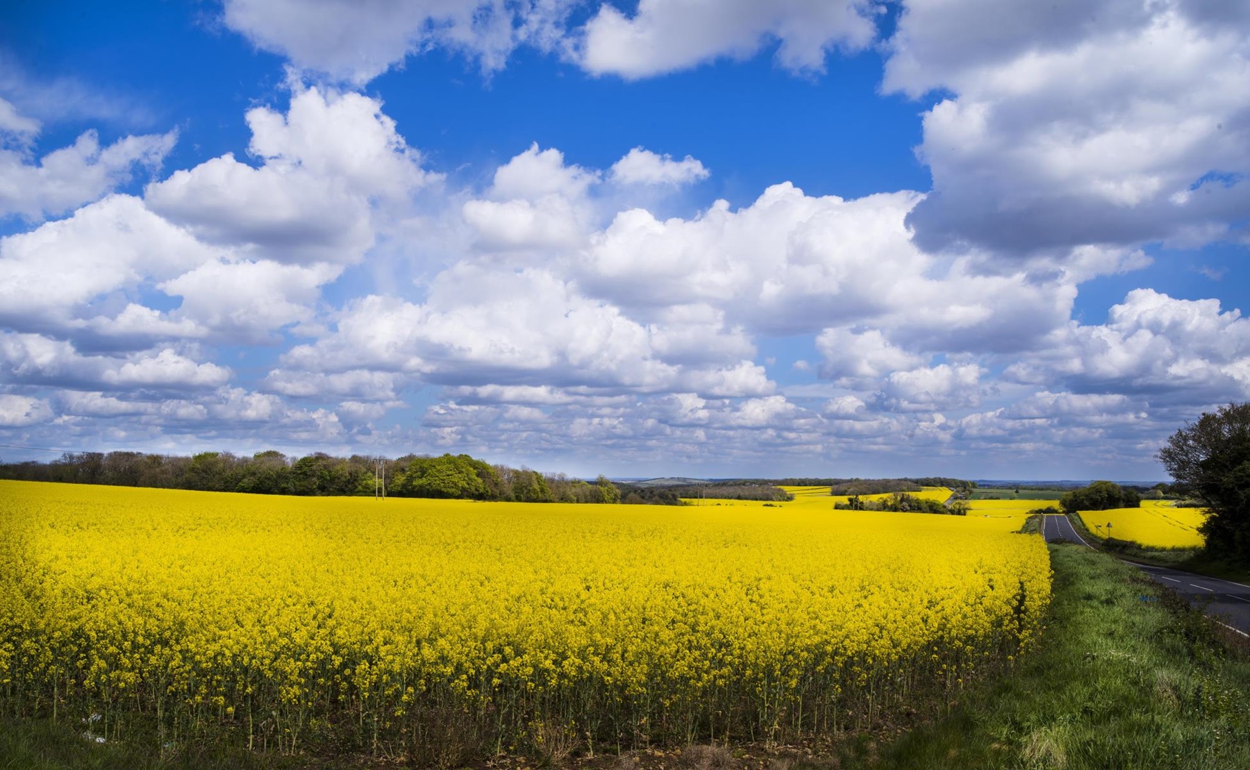Dinnington Countryside 1