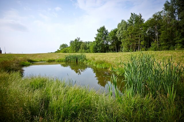 Wetlands