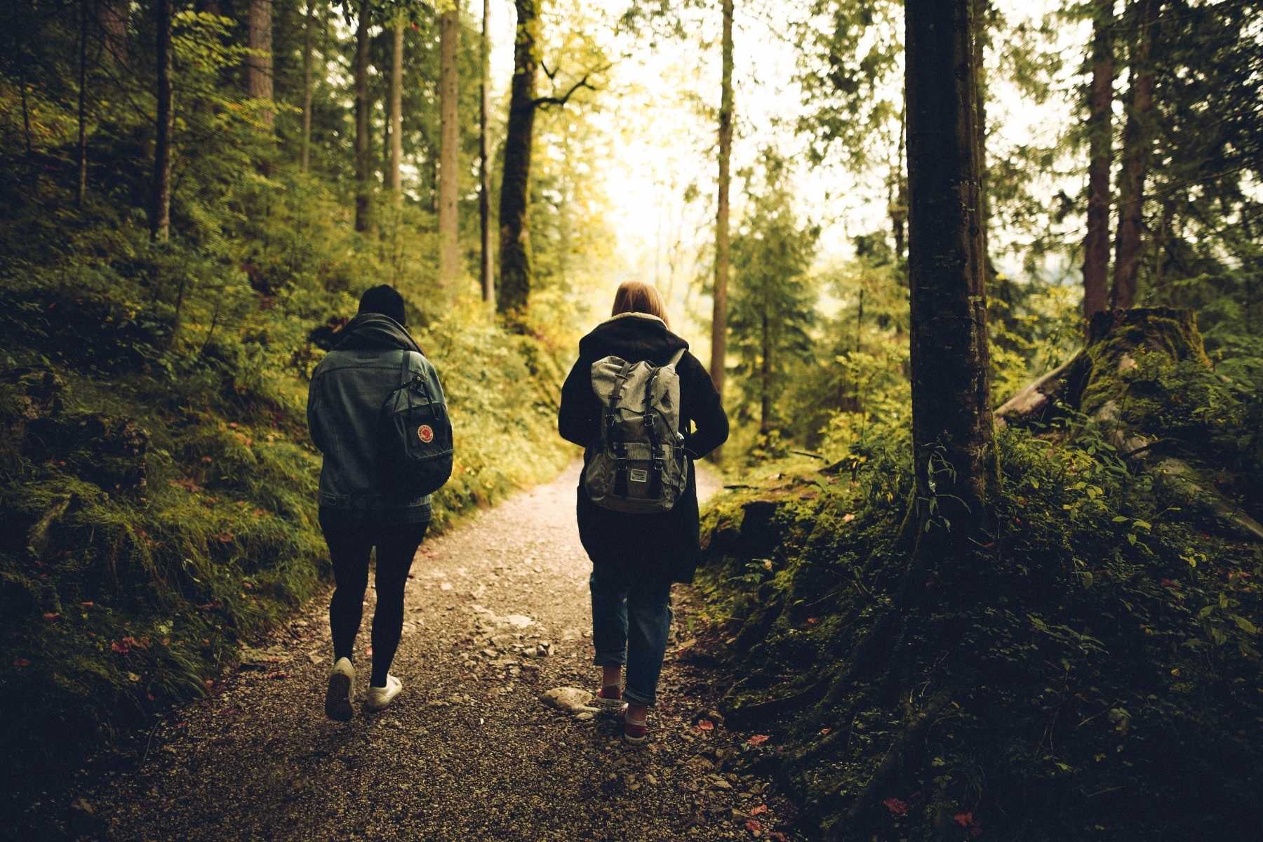 Woodland walk image
